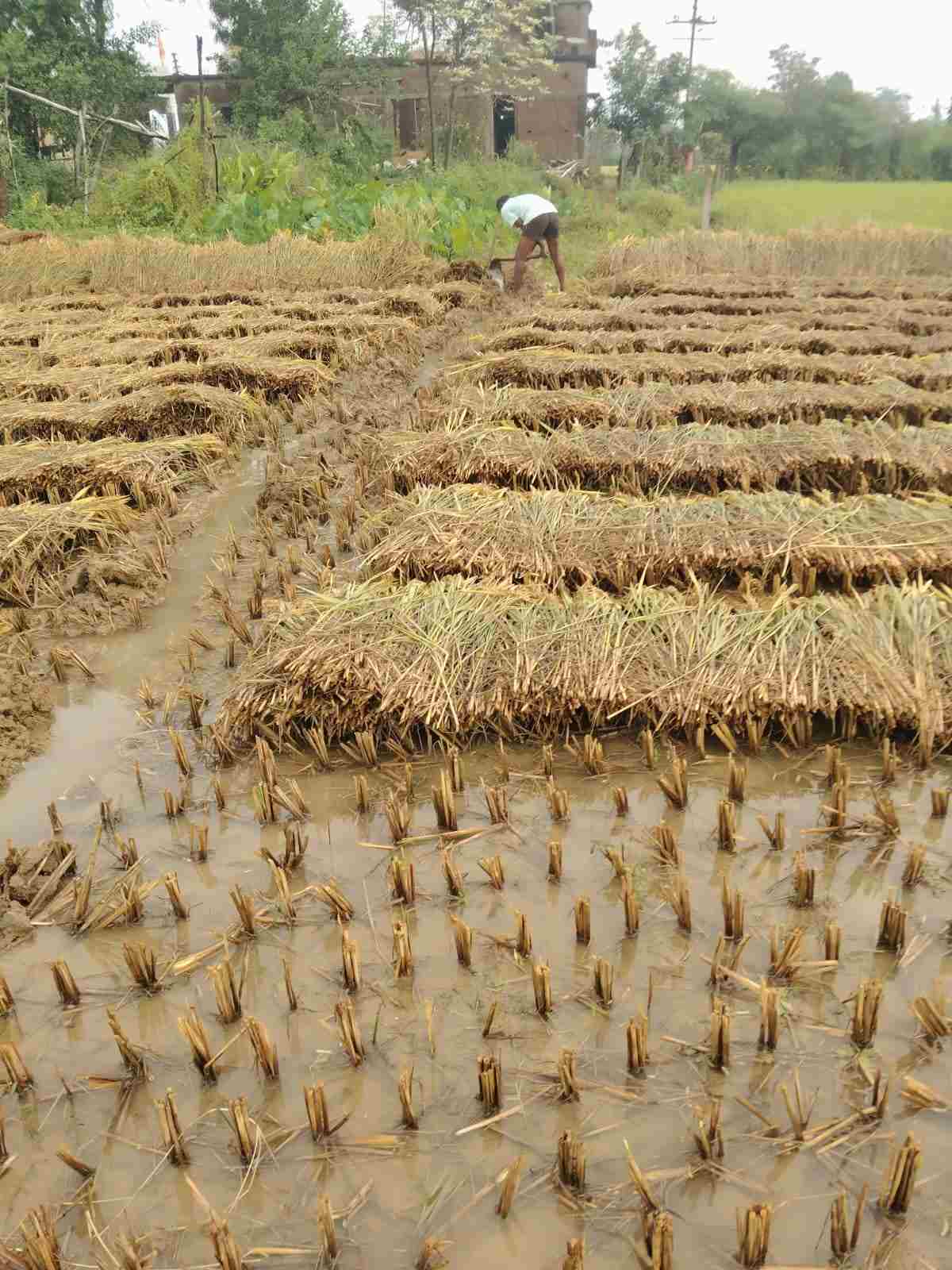 परतीच्याअवकाळी पावसाने केले शेतकऱ्यांचे अतोनात नुकसान